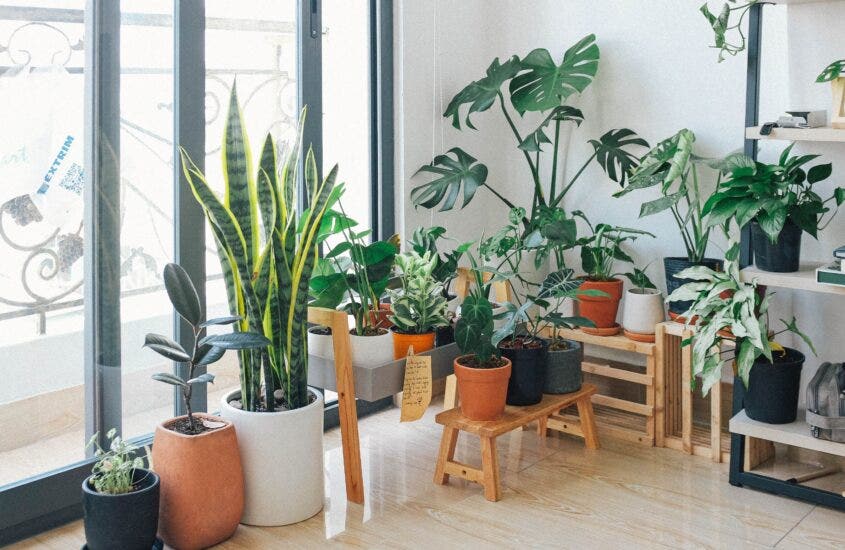 Incorporate Indoor House Plants Into Your Home