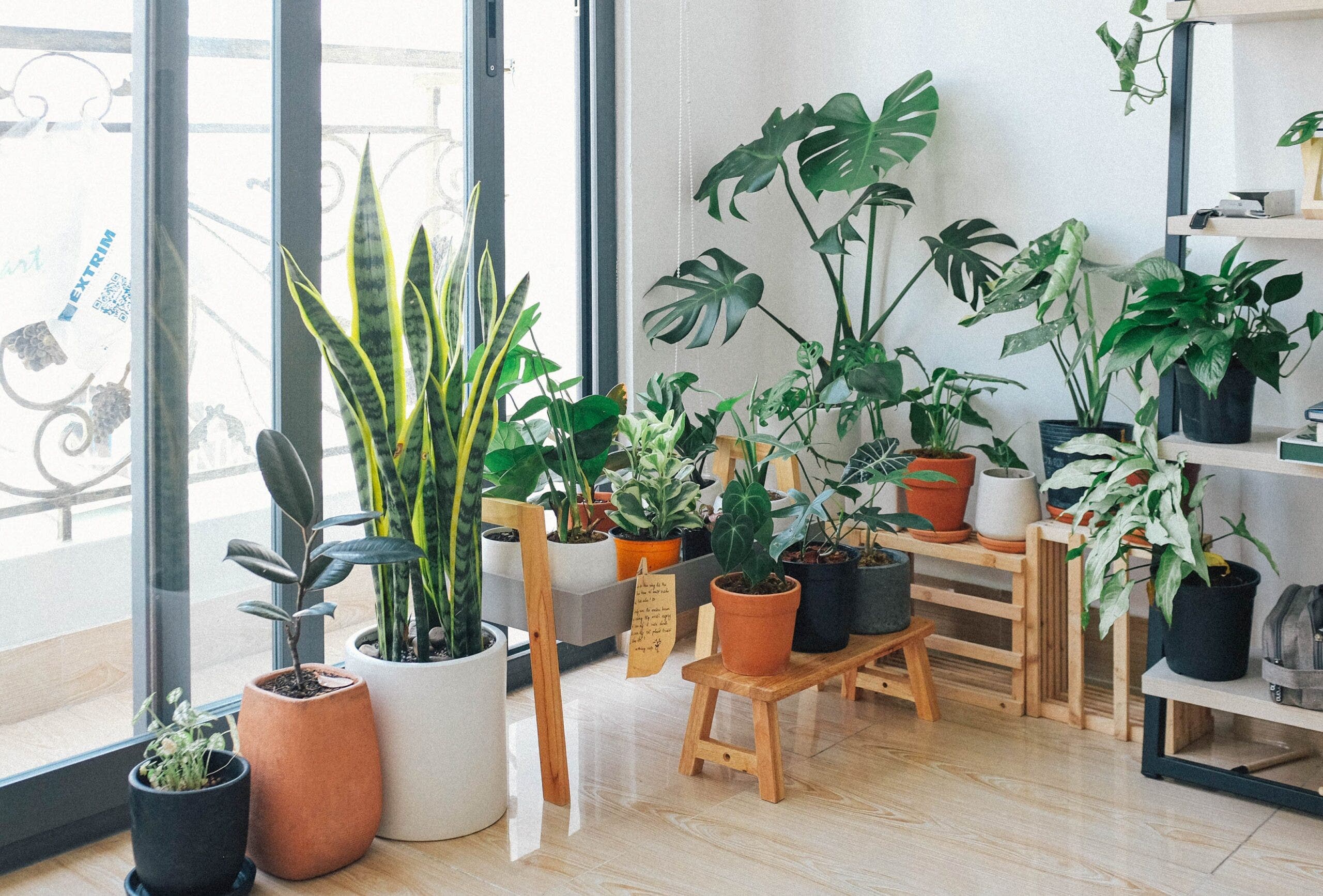 Indoor plants for pots