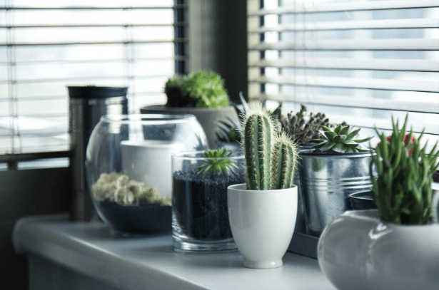 succulent plants in a windowsil
